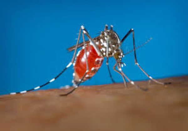 Bolsas de estudo para projetos conjuntos sobre o vírus Zika